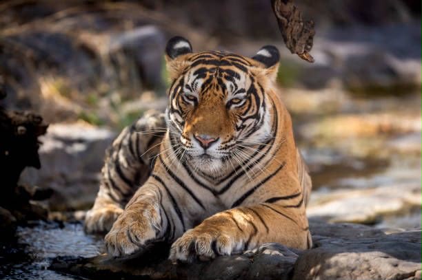Sariska Tiger Reserve, Alwar