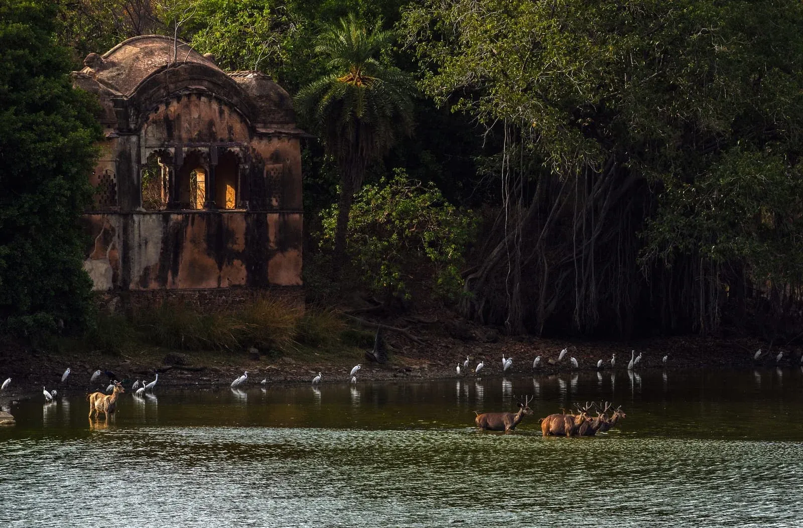 Rajbagh Talao, Ranthambore